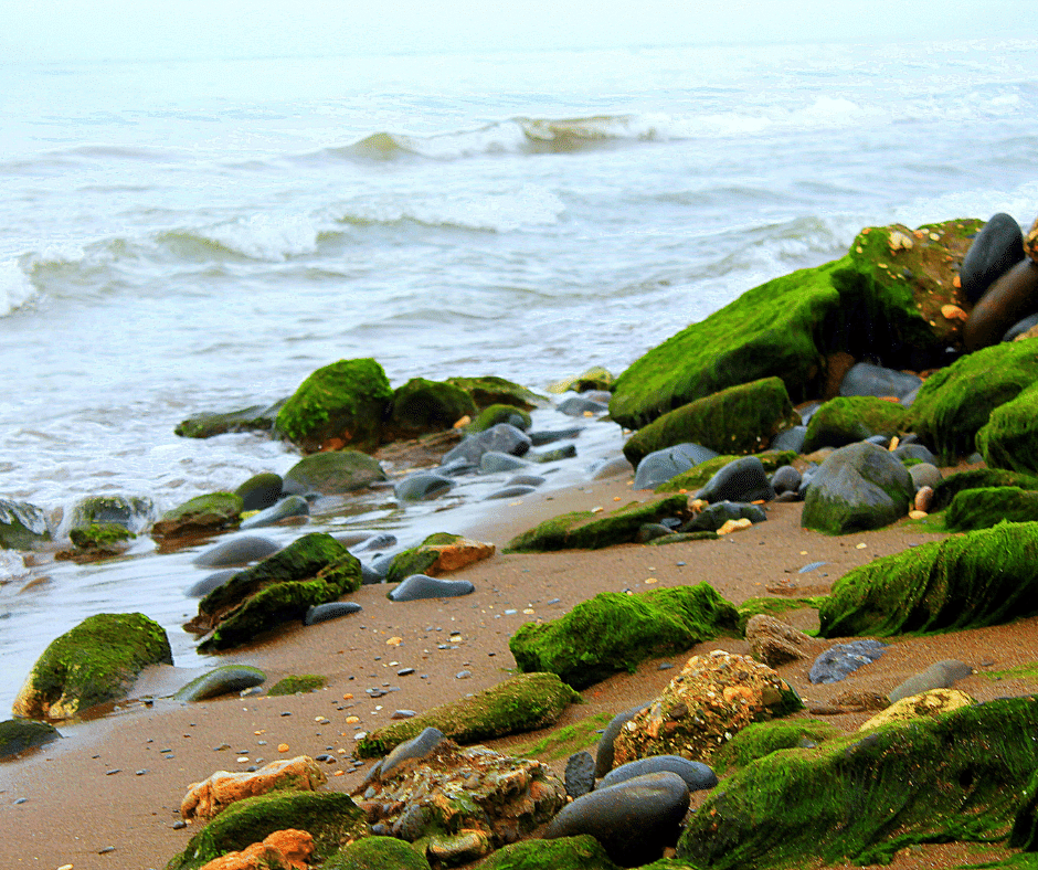 Age the Right Way with Sea Moss Gummies